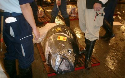 2’7 millones de euros por un atún rojo en el mercado de pescado de Toyosu, en Tokio